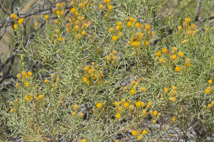 Alkali Goldenbush fruit is called a cypsela. Isocoma acradenia